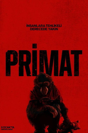 Primat - Primate